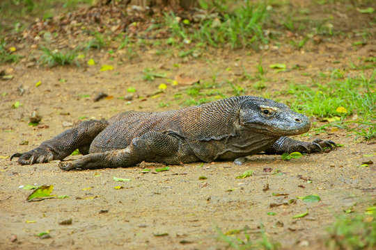 Komodo dragon lying on the ground on Rinca Island in Komodo Nati
