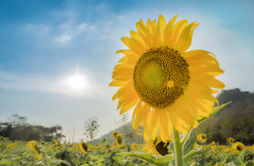sunflower in field with sun and sky background