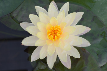 Beautiful water lily bloom in the pond in the summer