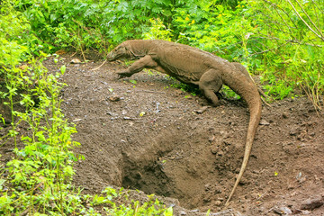 Komodo dragon walking out of a hole on Rinca Island in Komodo Na