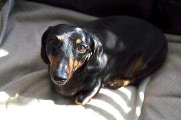 Dachshund weiner dog puppy lying on a beige blanket abstract boh