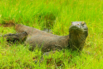 Komodo dragon lying in grass on Rinca Island in Komodo National