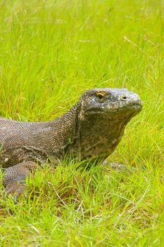 Portrait of Komodo dragon lying in grass on Rinca Island in Komo