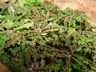 Desert  plants / Plants that grow in arid conditions