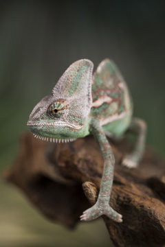 Chameleon on green mirror background