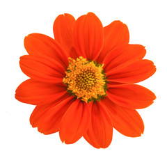 Top view of Mexican sunflower isolated on white background