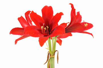 Red Amaryllis gramophone type flowers isolated on white background