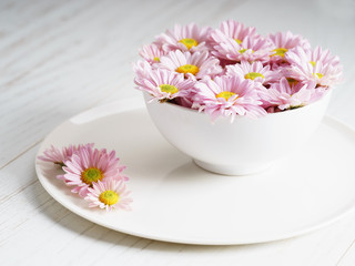 pink chrysanthemum flowers