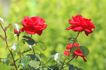 roses in the garden