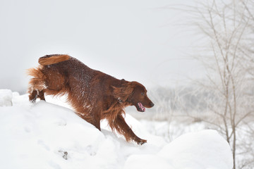 Dog breed Irish Red setter