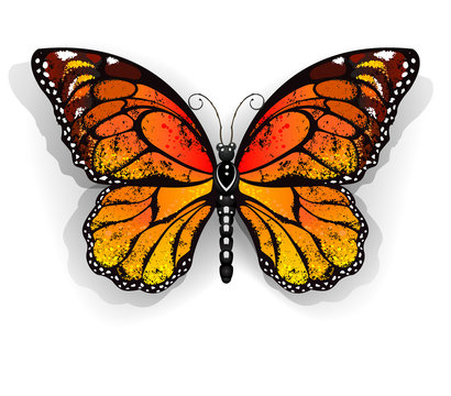 Orange butterfly monarch