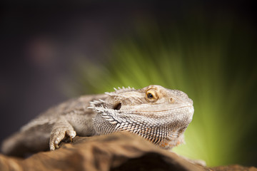 Agama bearded, pet on black background, reptile