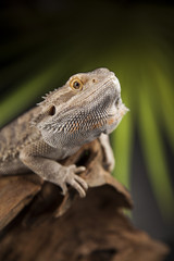 Lizard root, Bearded Dragon on green background