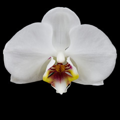 Fototapeta na wymiar Single orchid flower isolated on black background