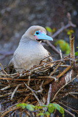 Red-footed booby (Sula sula) sitting on a nest