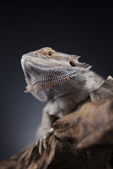 Pet, lizard Bearded Dragon on black background