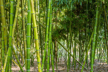 Green bamboo trees in a bamboo forest.