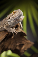 Obraz premium Animal Lizard, Bearded Dragon on mirror background