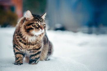 Siberian fluffy cat in the snow