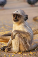 Obraz premium Baby gray langur sitting in Amber Fort near Jaipur, Rajasthan, I