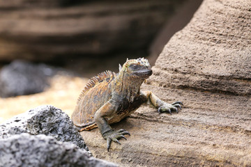Marine iguana on Santiago Island, Galapagos National Park, Ecuad