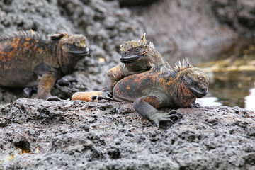 Marine iguanas on Santiago Island in Galapagos National Park, Ec
