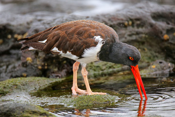 American oystercatcher feeding on Santiago Island in Galapagos N
