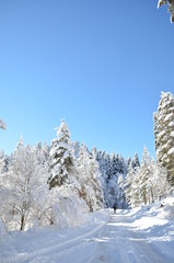 Fototapeta na wymiar snowy forest with fir-trees in winter turkey bilecik long road towads the woods