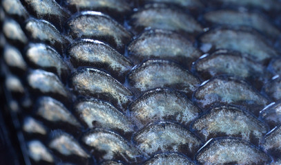 Fish scales background © supia