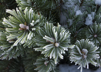 Green pine branch covered by hoarfrost