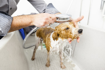 bathing a cute dog