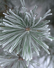Green pine branch covered by hoarfrost