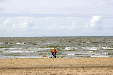 Fototapeta na wymiar walking with dogs on the beach in the Netherlands