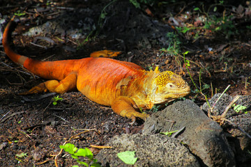 Land iguana at Charles Darwin Research Station on Santa Cruz Isl