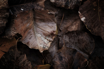 Colorful wilt Bo leaves texture background in Autumn brown sorrow rion