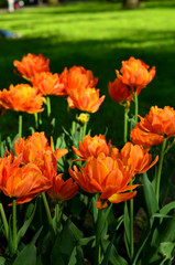 Orange tulips on the background of green grass.