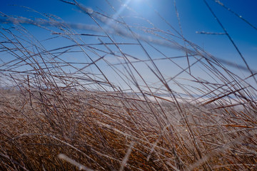 The morning cold and fresh frosty winter landscape