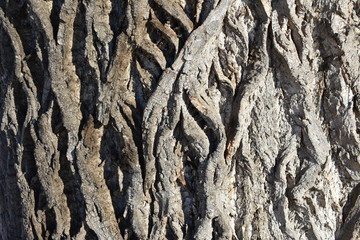 old wrinkled tree bark