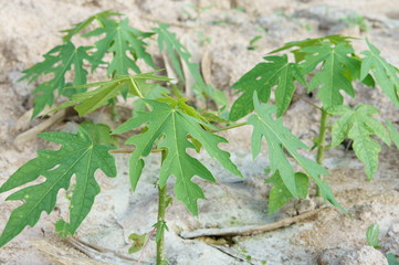 Closeup of small papaya tree