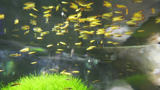 Small yellow fish floating on the water surface and under water. Underwater photography: goldfish. Fish in the aquarium. The beauty of the underwater world. Sun glare on the rocks under the water.