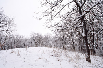 Fototapeta premium snowy forest