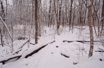 Fototapeta na wymiar snowy forest