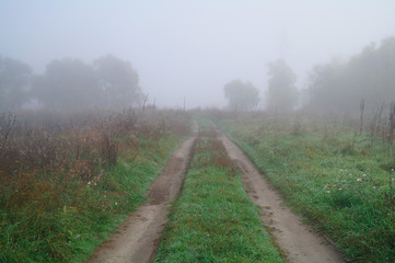 Fototapeta na wymiar grass in the meadow in foggy morning