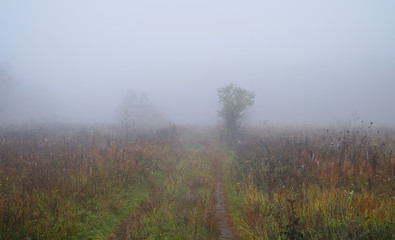 Obraz na płótnie Canvas grass in the meadow in foggy morning