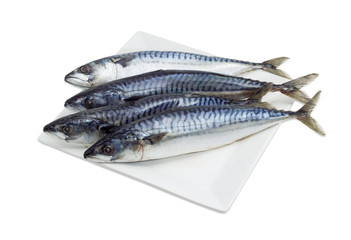 Several uncooked Atlantic mackerel on a white dish
