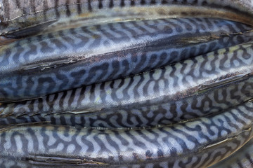 Backs of uncooked Atlantic mackerel closeup