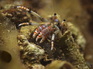 Hermit crab, Bunter Einsiedler (Calcinus tubularis)