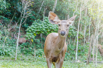 The doe standing on green grass in forest with sunlight