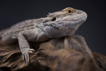 Agama bearded, pet on black background, reptile
