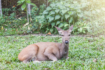 The doe standing on green grass in forest with sunlight